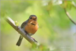 <p>ČERVENKA OBECNÁ (Erithacus rubecula)</p>